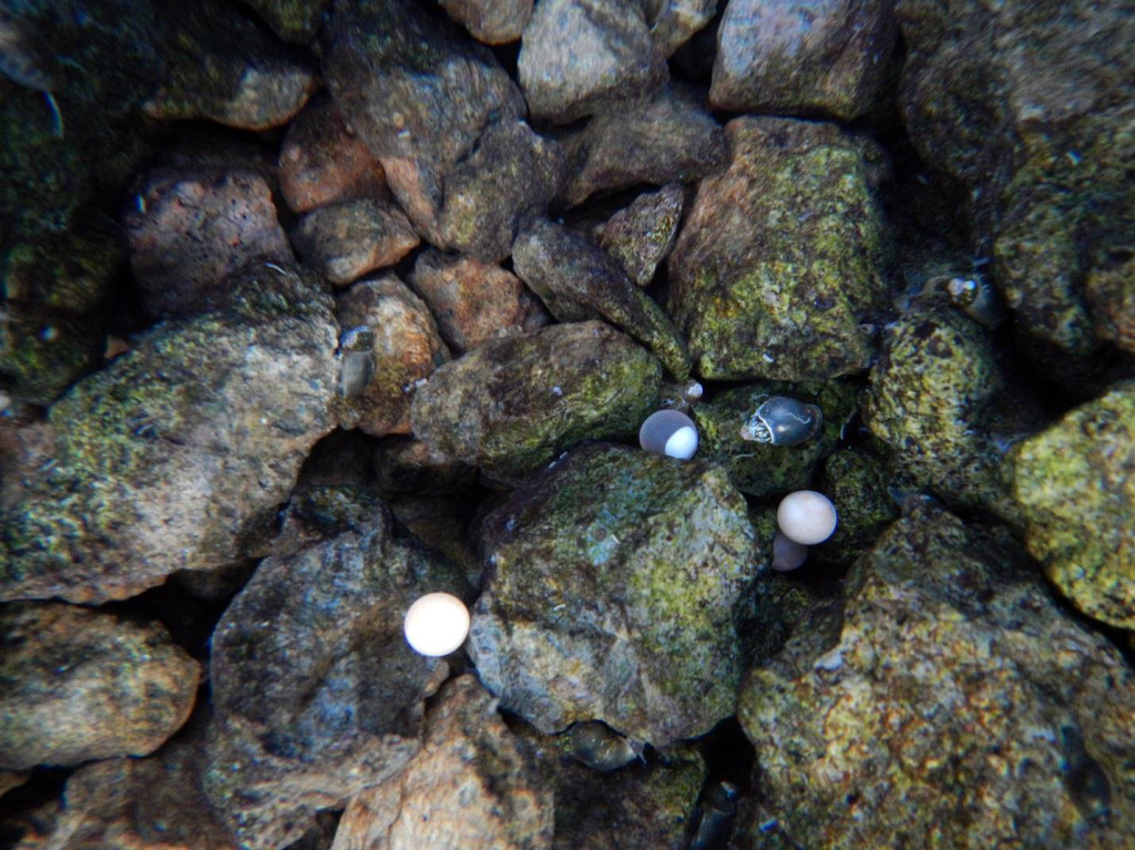 Dead lake trout eggs